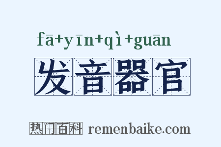 发音器官是什么意思的图片